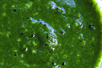 Power-Packed Moringa & Spirulina Green Smoothie Recipe